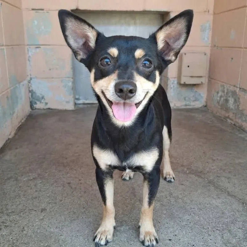 An adult small-sized male Chihuahua dog named Theo for adoption in Grand Bay, AL