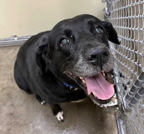 A senior large-sized female Labrador Retriever dog named Precious for adoption in Sioux City, IA