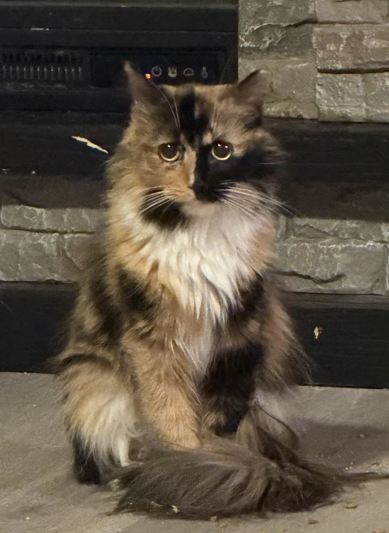 An adult medium-sized female Domestic Long Hair cat named Cleopatra for adoption in Sneads Ferry, NC