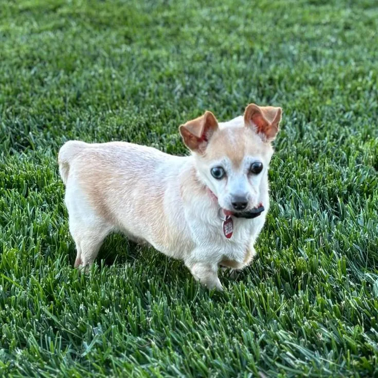Sammy thumbnail 3