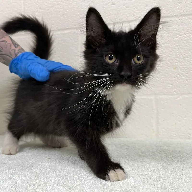 A baby small-sized male Black Domestic Medium Hair cat named Surprised Pikachu for adoption in Fredericksburg, VA