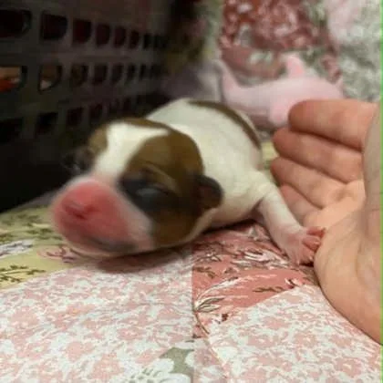 A baby small-sized female Mixed Breed dog named 6 for adoption in Gastonia, NC