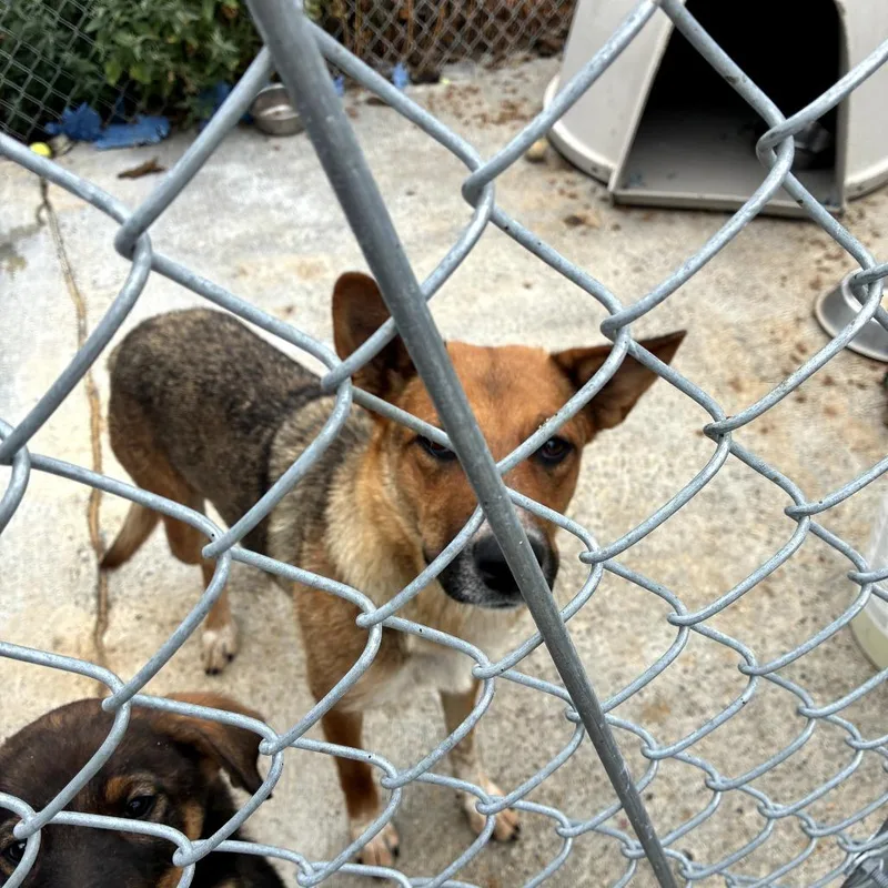 An adult medium-sized female Brown / Chocolate German Shepherd Dog dog named Cholula for adoption in Tacoma, WA