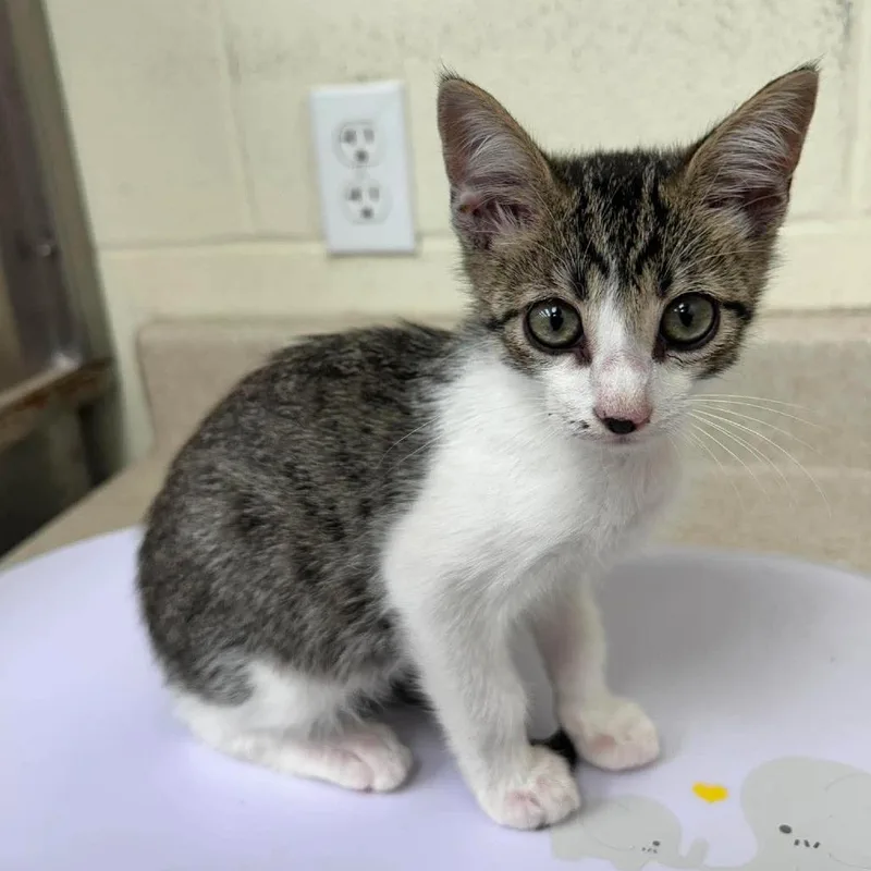A baby small-sized male Brown / Chocolate Domestic Short Hair cat named Romeo for adoption in Bastrop, TX