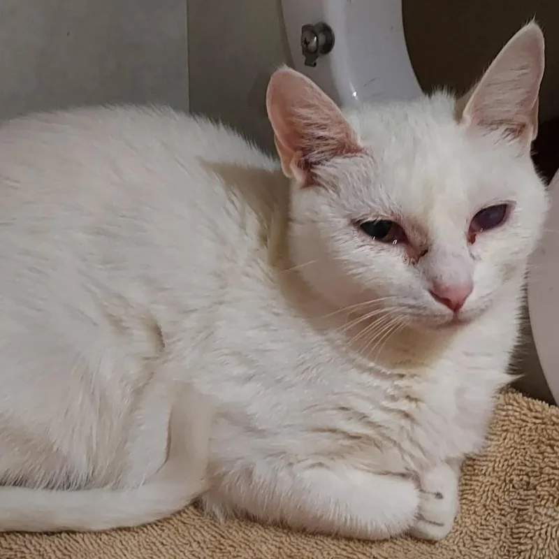 An adult medium-sized female White Domestic Short Hair cat named Snickers for adoption in Dayton, OH