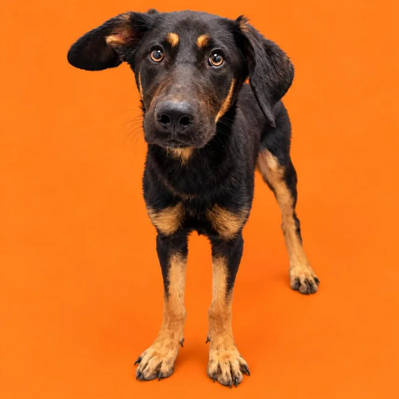 A young medium-sized male Shepherd dog named Frankenstein for adoption in Concord, NC