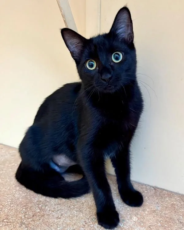 A young small-sized female Domestic Short Hair cat named Mary for adoption in Novato, CA