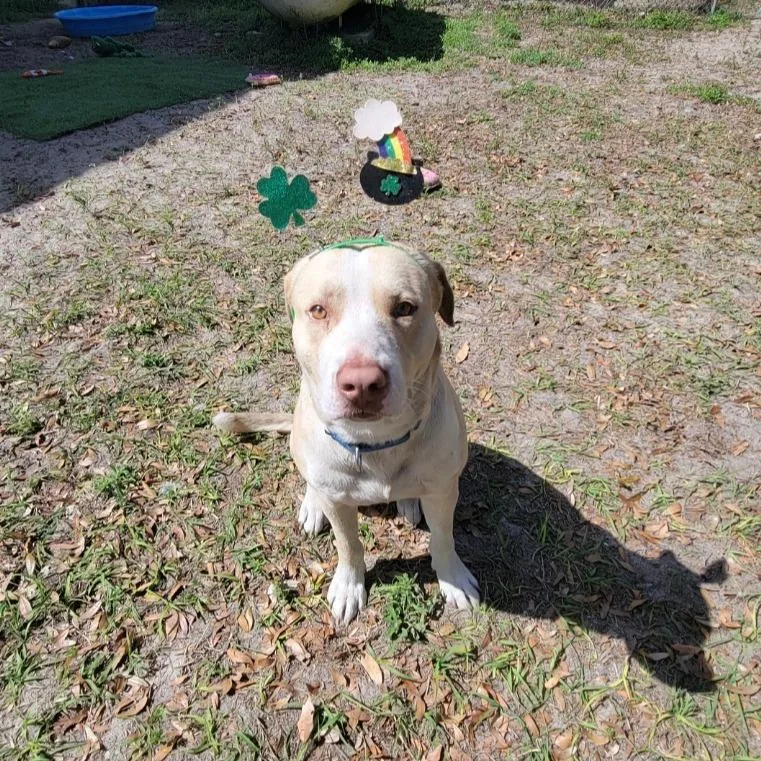 An adult large-sized male Yellow / Tan / Blond / Fawn Mixed Breed dog named Moose for adoption in Lake Panasoffkee, FL