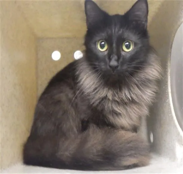 A young medium-sized male Domestic Long Hair cat named Stormfur for adoption in Augusta, GA