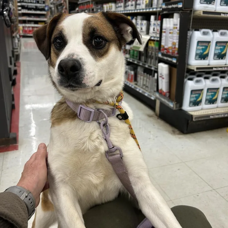 An adult small-sized female White / Cream Mixed Breed dog named Belle for adoption in Glenfield, NY