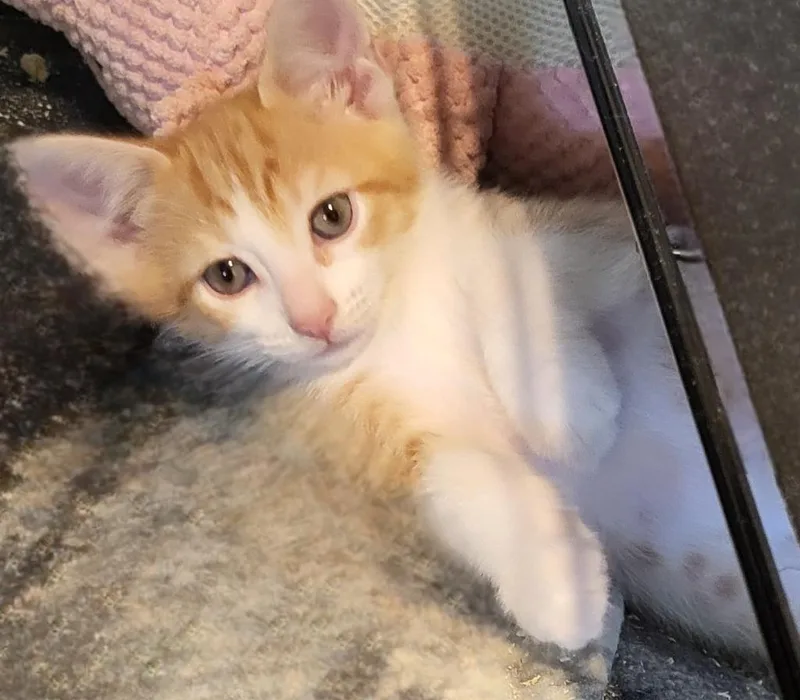 A baby small-sized male Domestic Short Hair cat named Cheeto for adoption in Bloomington, IN