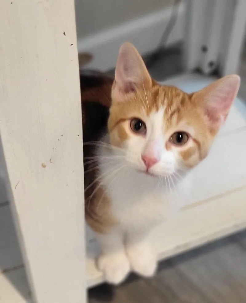 Cheeto thumbnail 2