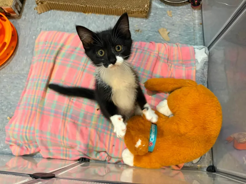 A baby medium-sized male Domestic Short Hair cat named Panther for adoption in Chesapeake Beach, MD