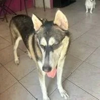 A young large-sized female Black Siberian Husky dog named Agatha for adoption in Huntington, NY