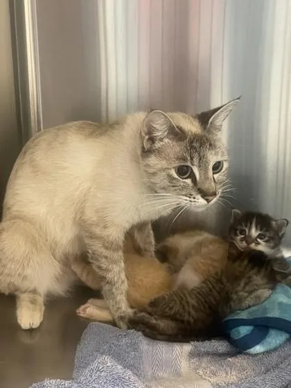 An adult small-sized female Domestic Short Hair cat named Dolly Parton for adoption in Roseville, CA