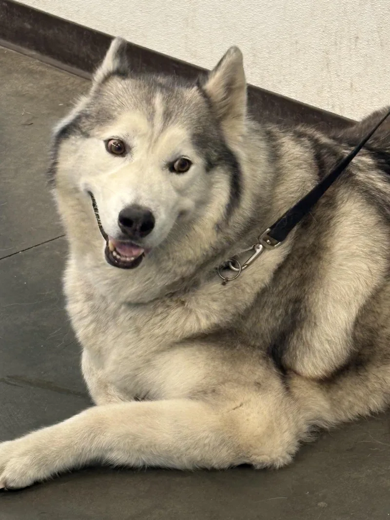 An adult large-sized male Siberian Husky dog named Milo for adoption in Chatsworth, CA