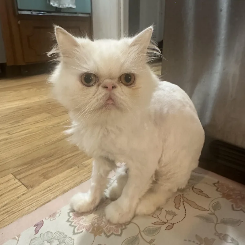 A young medium-sized female Persian cat named Soso for adoption in Tampa, FL