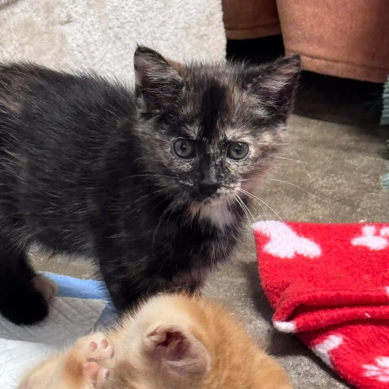 A baby small-sized female Tortoiseshell Domestic Short Hair cat named Rory for adoption in Pinson, TN