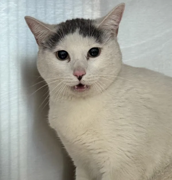 An adult medium-sized female Domestic Short Hair cat named Eggs for adoption in Golden, CO