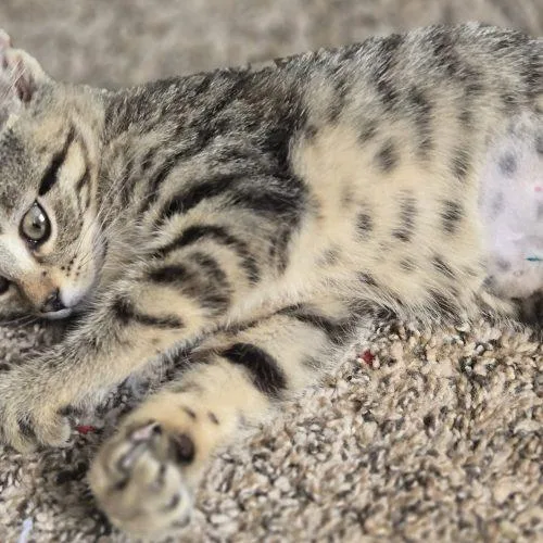 A baby small-sized female Tabby (Brown / Chocolate) Domestic Short Hair cat named Roly Poly for adoption in Fishers, IN