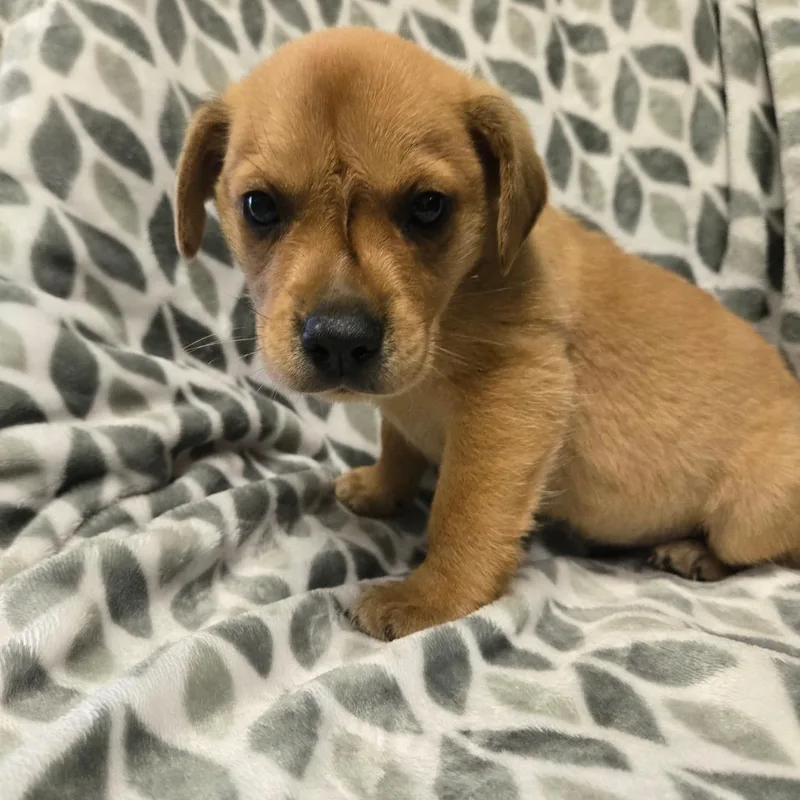 A baby small-sized male Brown / Chocolate Mixed Breed dog named Murdock for adoption in Spruce Pine, NC