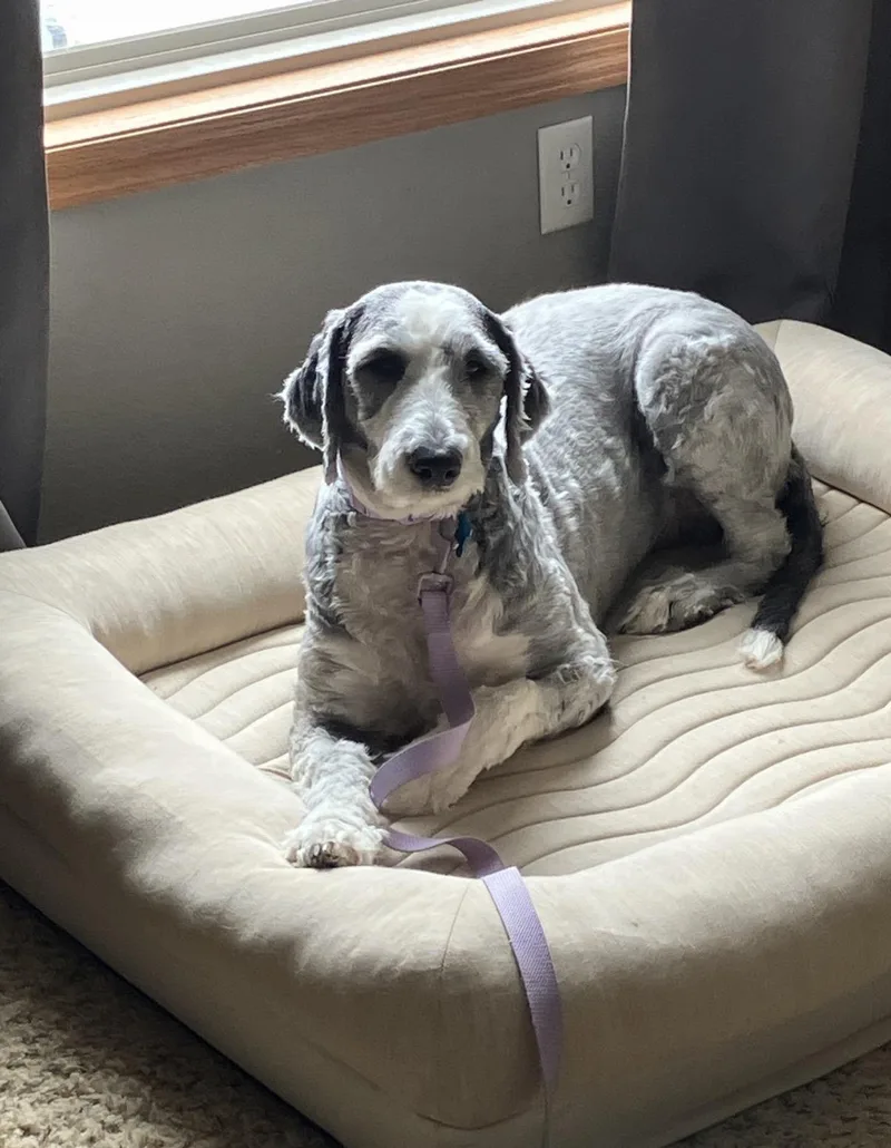 An adult large-sized female Old English Sheepdog dog named Andy for adoption in Whitewater, WI