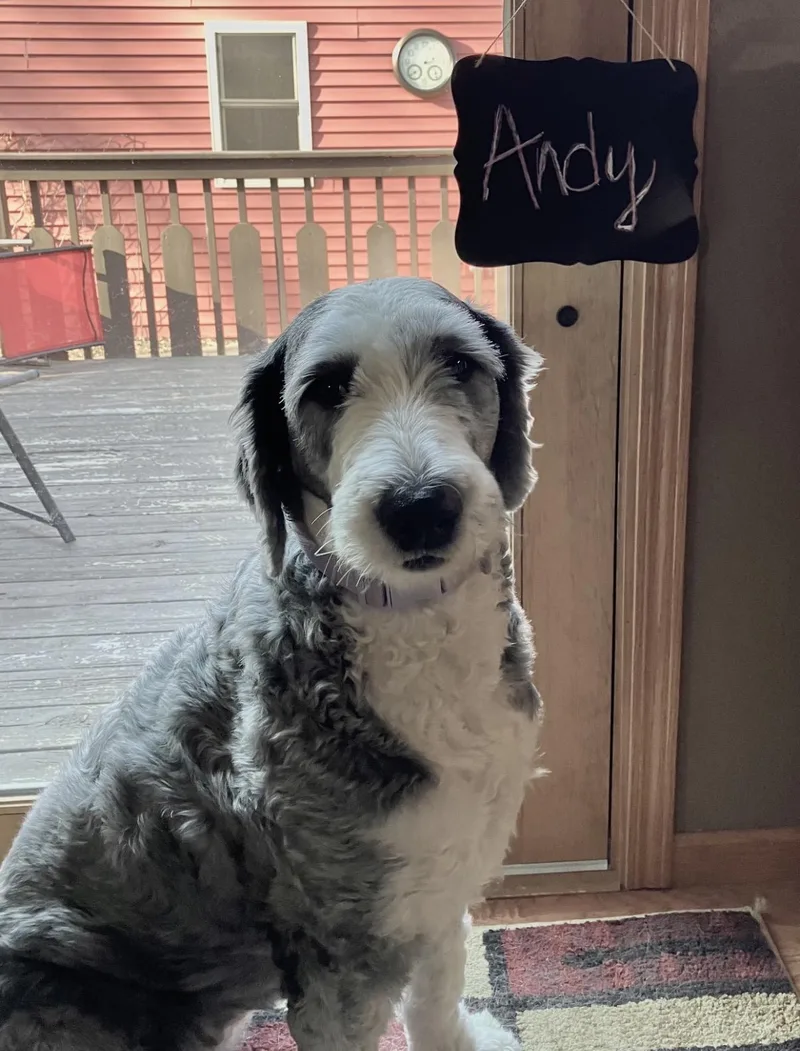 Andy thumbnail 6