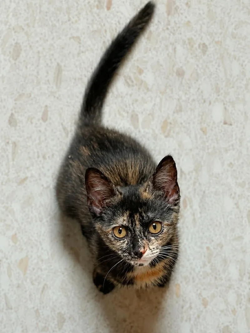 A baby medium-sized female Tortoiseshell Domestic Short Hair cat named Honeycomb for adoption in Mullica Hill, NJ