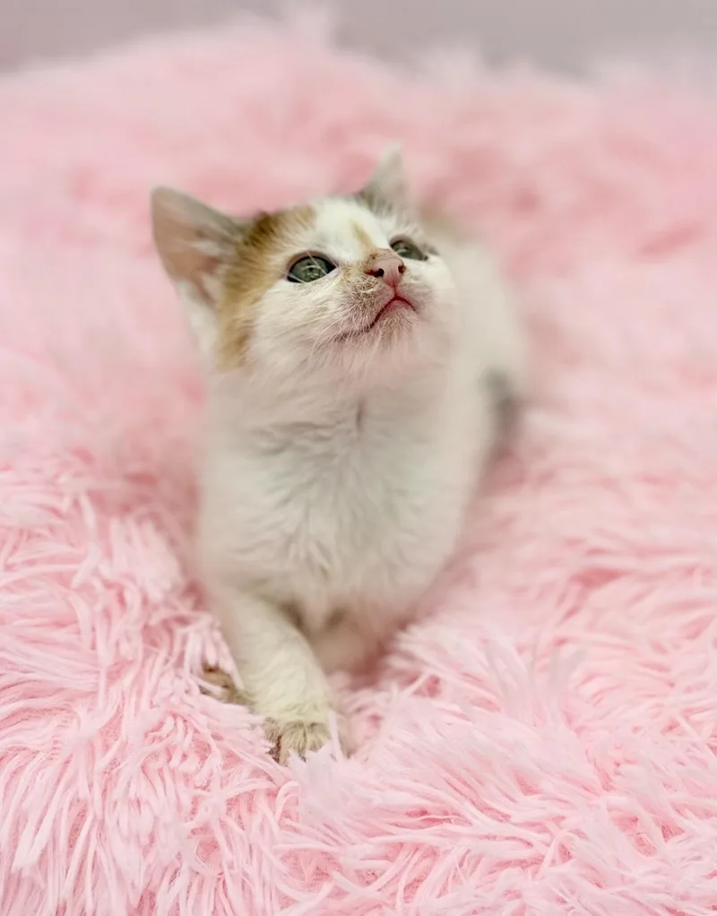 A baby medium-sized female White Pixiebob cat named Public Intoxication for adoption in Covington, LA