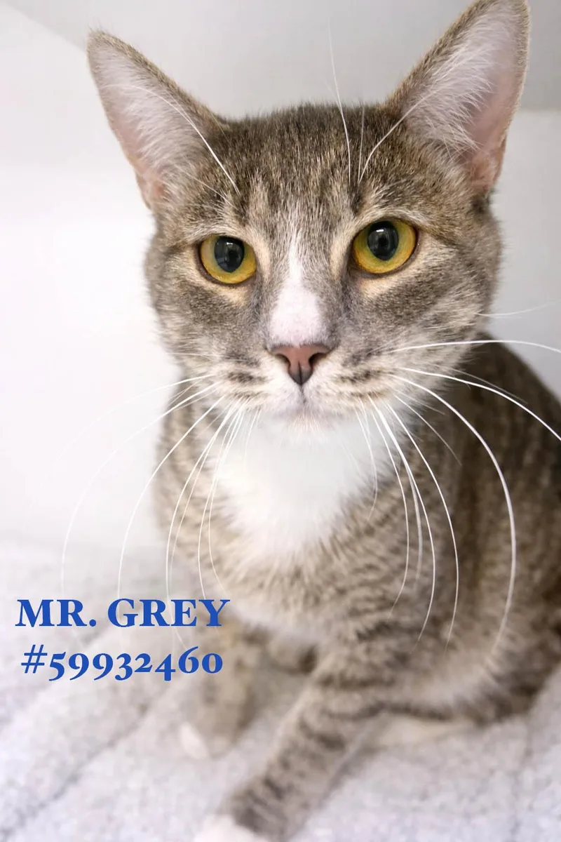 Mr. Grey