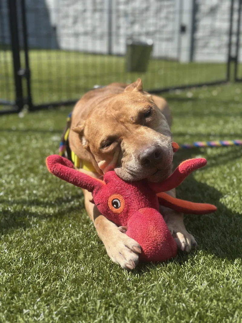 An adult medium-sized female Pit Bull Terrier dog named Kelsey for adoption in Columbus, OH
