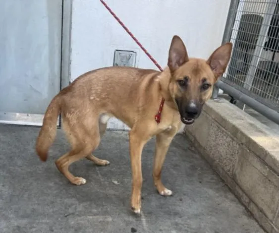 A young medium-sized male Siberian Husky dog named Zumi for adoption in Van Nuys, CA