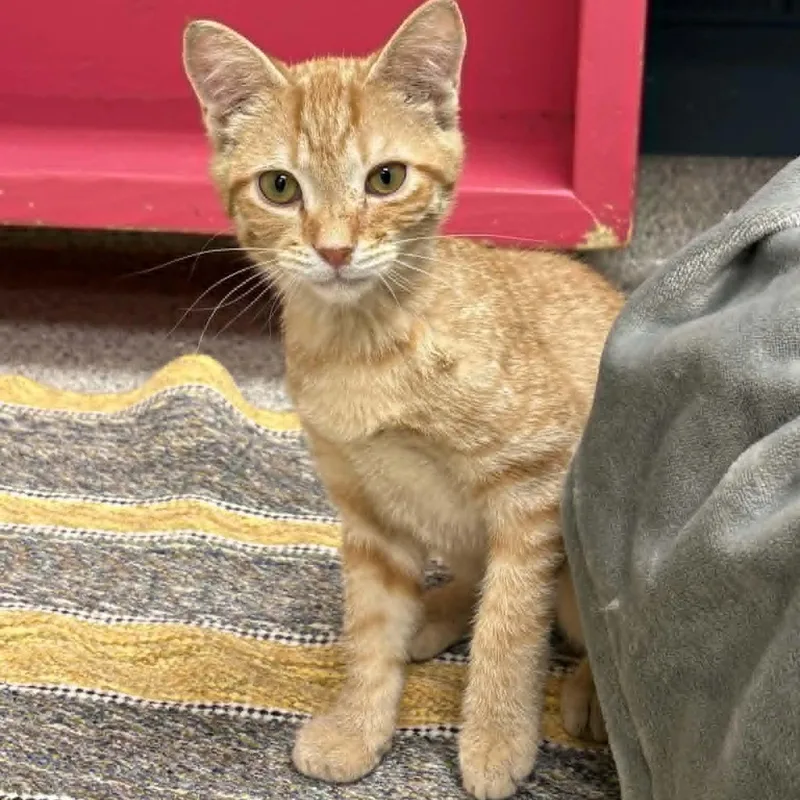 A young medium-sized male Tabby (Orange / Red) Domestic Short Hair cat named Les for adoption in Valparaiso, IN