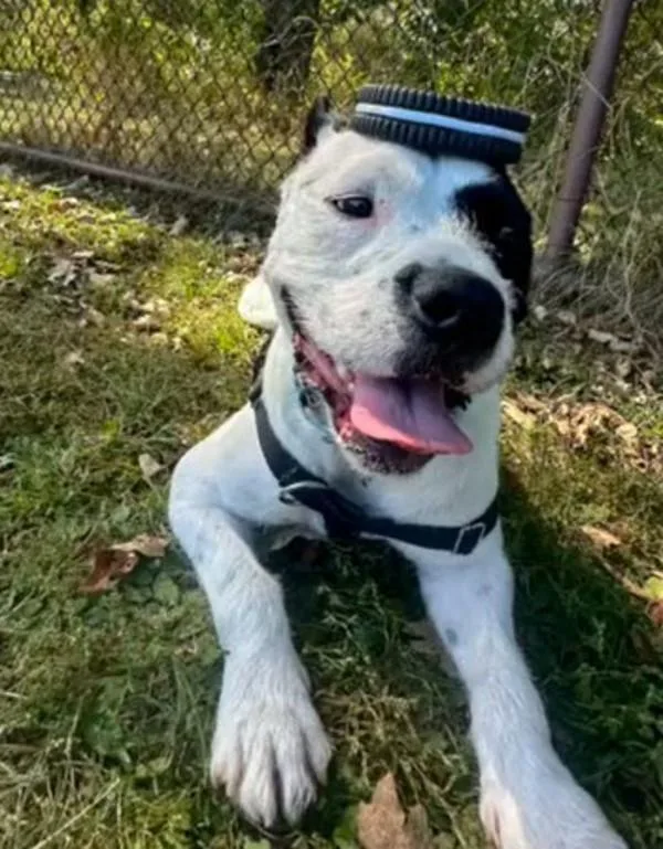 An adult medium-sized male Terrier dog named Oreo for adoption in Skillman, NJ