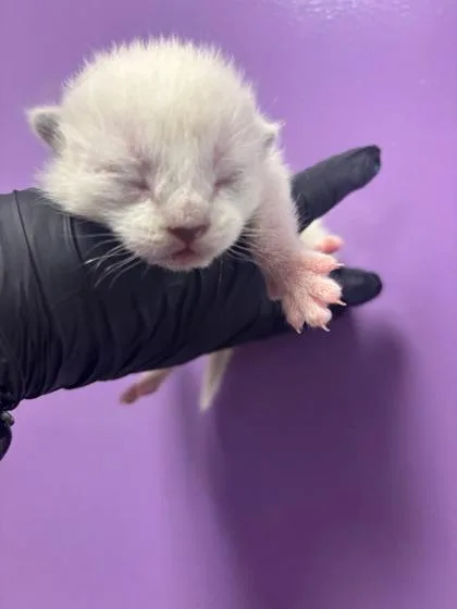 A baby small-sized female White Domestic Short Hair cat named 60658859 for adoption in El Paso, TX