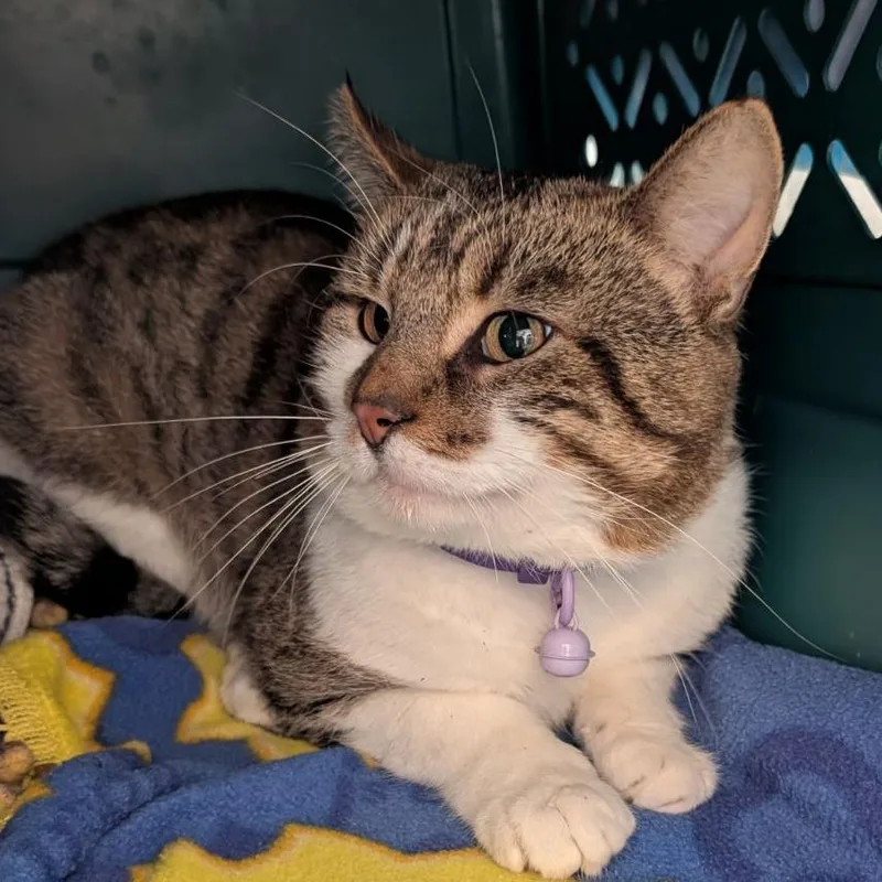 A senior large-sized male Domestic Short Hair cat named Angel for adoption in Fairport, NY