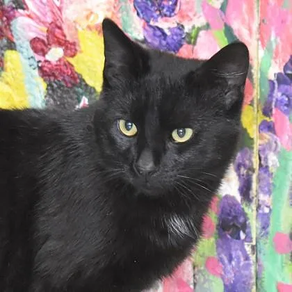 An adult medium-sized male Black Domestic Short Hair cat named Caspian for adoption in Flagstaff, AZ