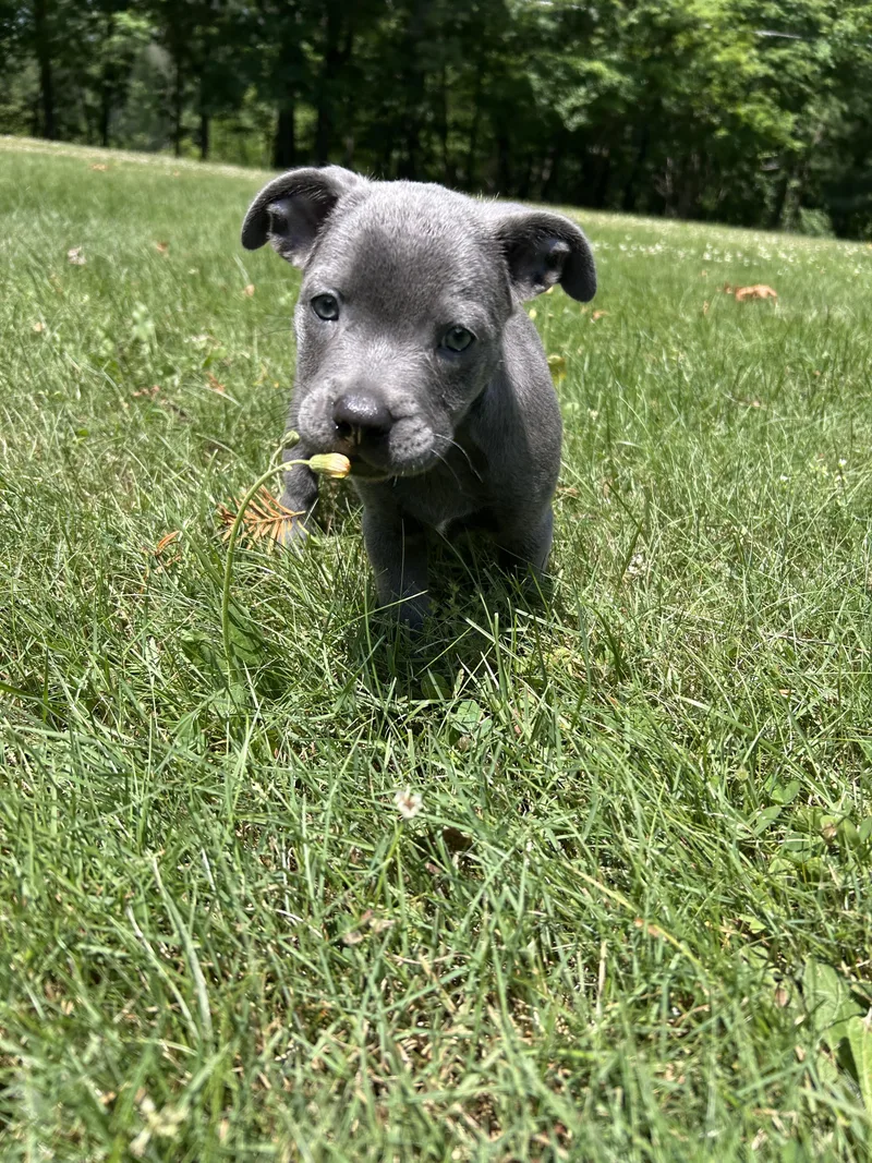 A baby medium-sized female Gray / Blue / Silver Pit Bull Terrier dog named Outlet for adoption in Mansfield, OH