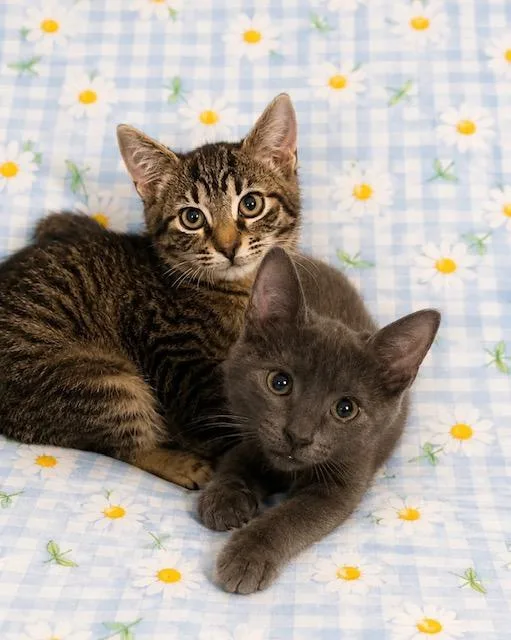 A young medium-sized male Domestic Short Hair cat named Ted for adoption in Gainesville, GA