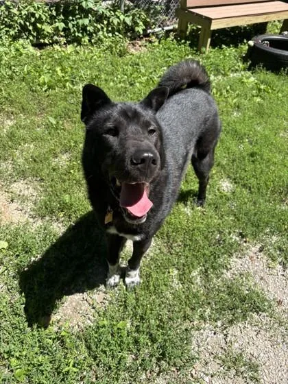 An adult medium-sized female Black Mixed Breed dog named Shiloh for adoption in Lafayette, IN