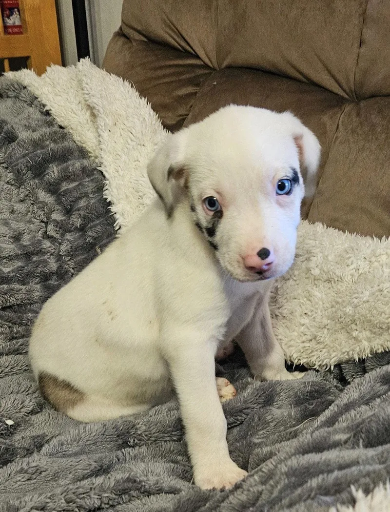 Gruff Lonestar thumbnail 2