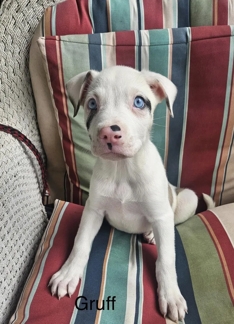 Gruff Lonestar thumbnail 3