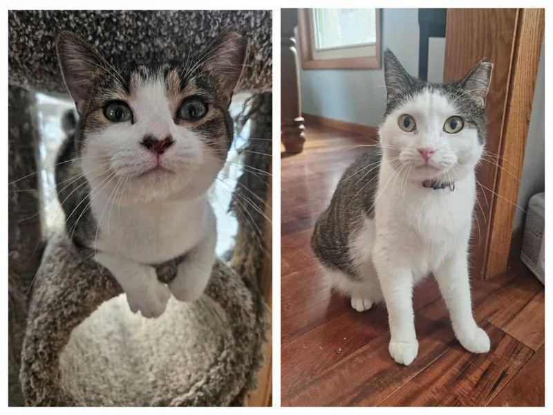 Guacamole & Dip thumbnail 2