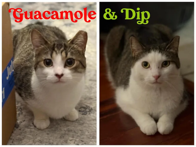 Guacamole & Dip thumbnail 3