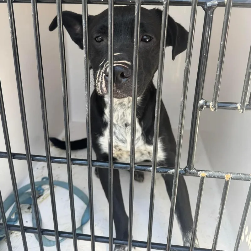 An adult small-sized male Black Mixed Breed dog named Thor for adoption in Shinnston, WV