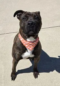 A young medium-sized male Boxer dog named Buster for adoption in Bucyrus, OH