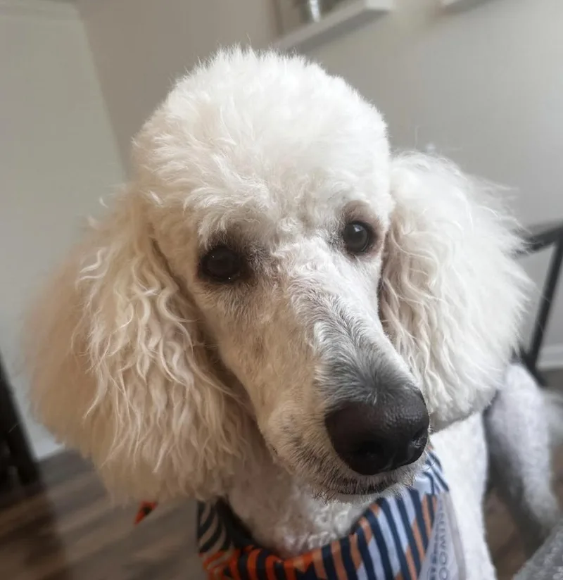 An adult medium-sized female White / Cream Standard Poodle dog named Millie for adoption in New York, NY