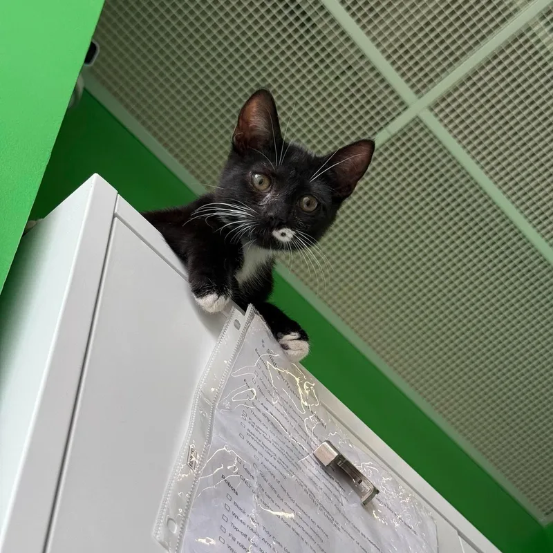 A baby small-sized male Black & White / Tuxedo Domestic Short Hair cat named Beans for adoption in Rochester, NY