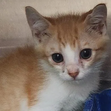 A baby small-sized male Orange / Red Domestic Short Hair cat named Butters K for adoption in Corsicana, TX
