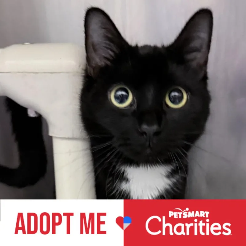 A young small-sized female Black Domestic Short Hair cat named Jocelyn for adoption in Falls Church, VA